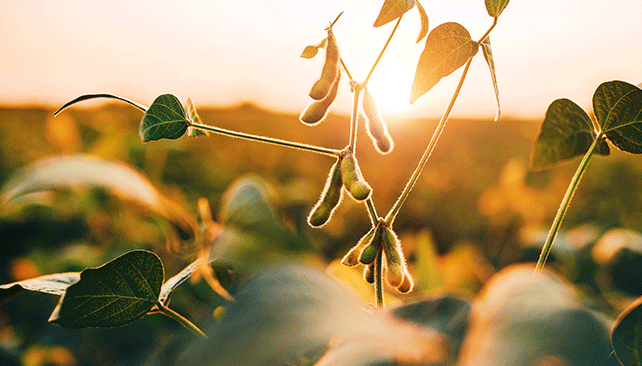 Nematologists study new soybean with soybean cyst nematode resistance