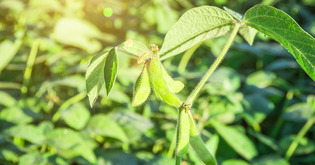 Why Use A Nematode-protectant Seed Treatment To Manage Scn?