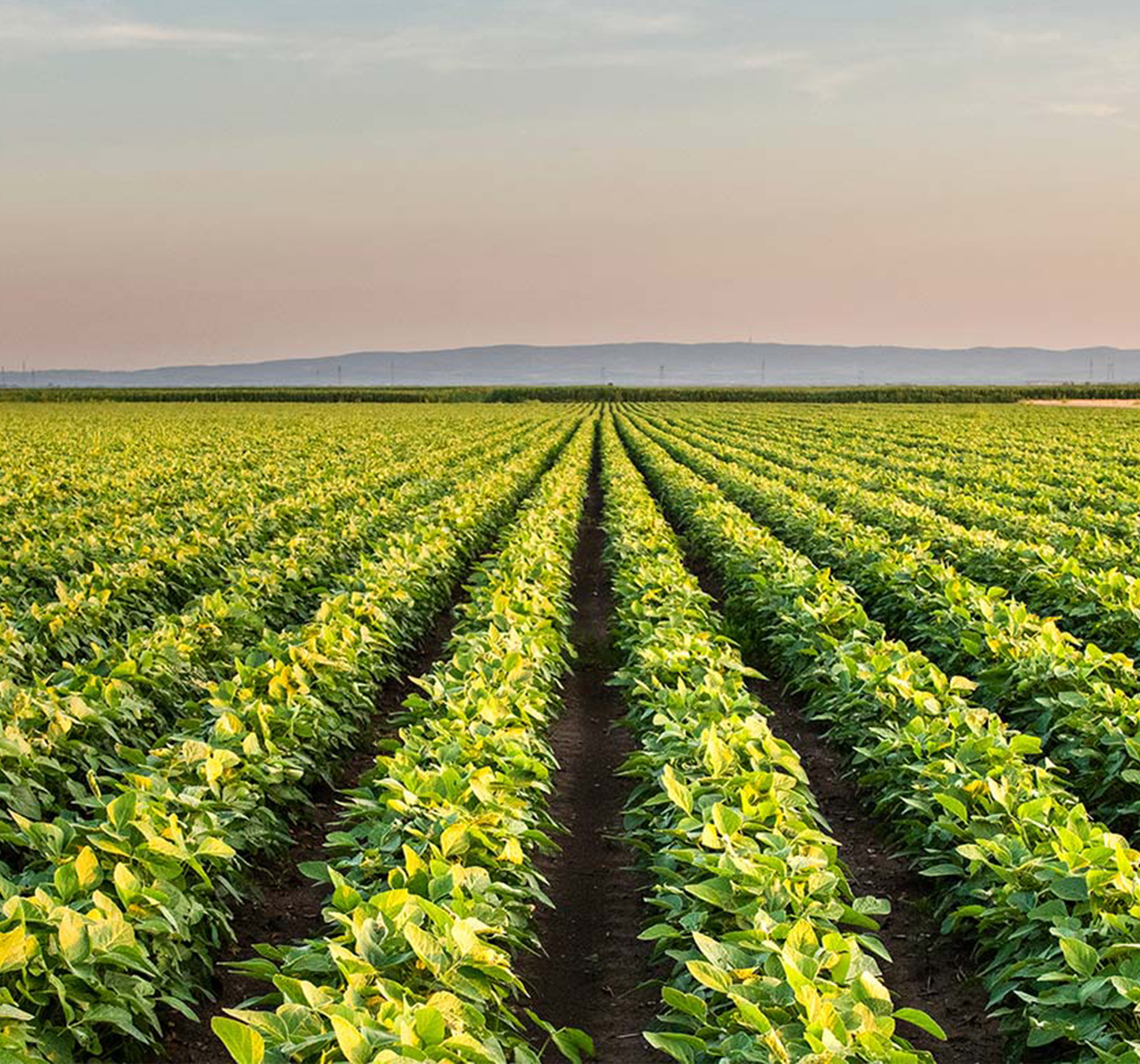 soybean field