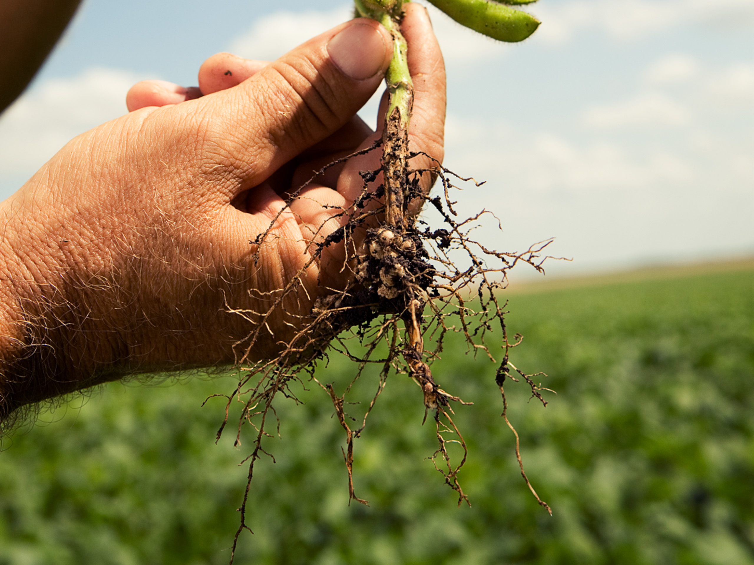 A person holds a soybean root up to the camera.